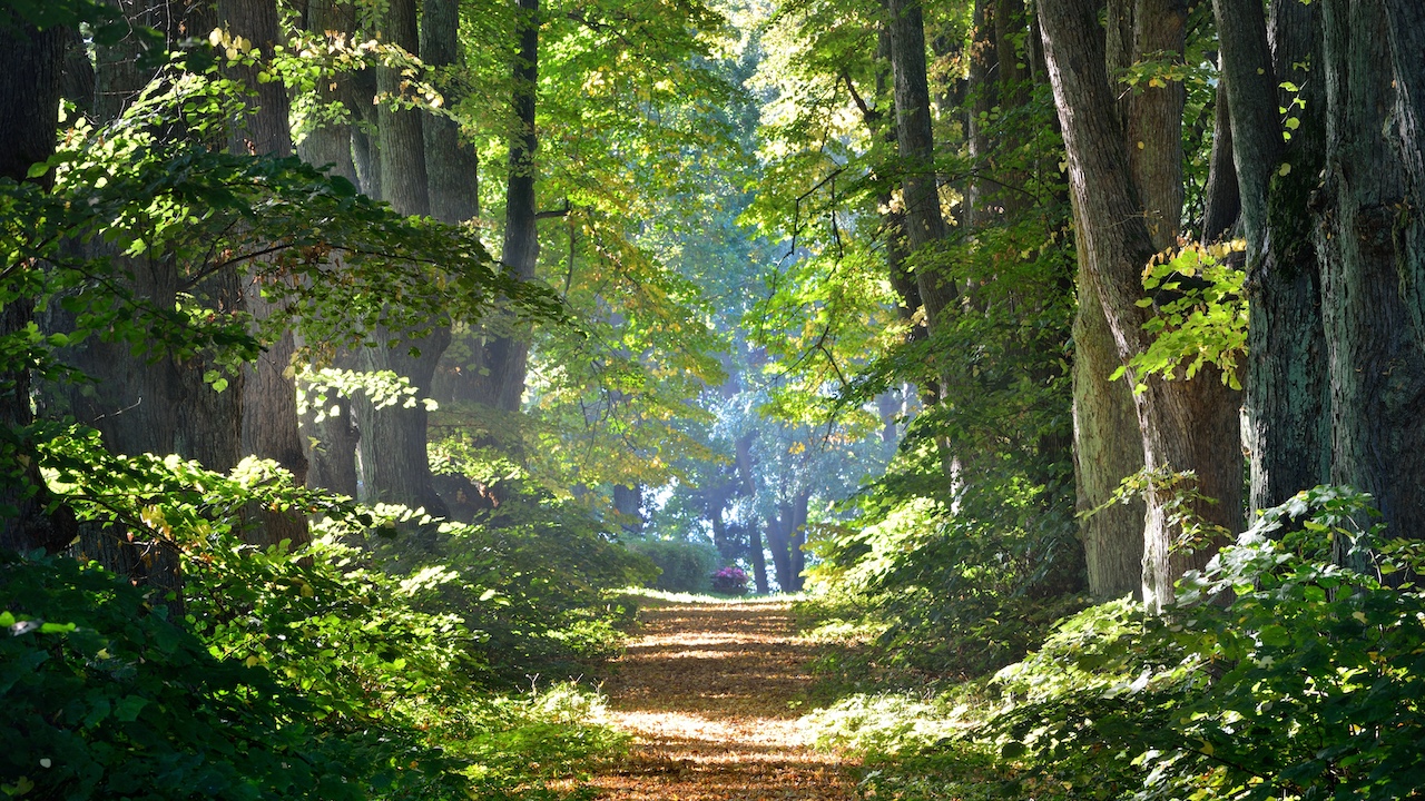 Drzewa i lasy w edukacji klimatycznej w szkole – webinarium